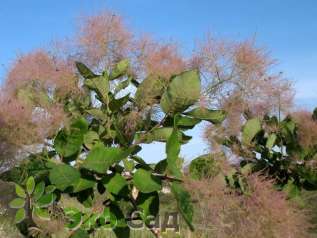 Скумпия кожевенная (Cotinus coggygria)