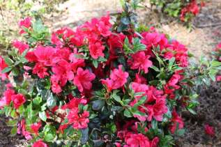 Рододендрон тупой "Канцонетта" (Rhododendron obtusum 'Canzonetta')