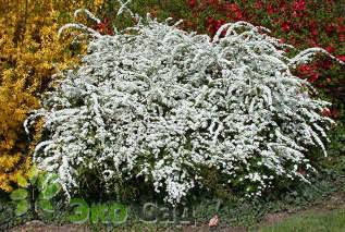 Спирея острозазубренная (Spiraea arguta)