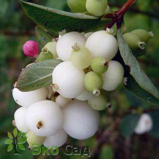 Снежноягодник белый (Symphoricarpos albus)