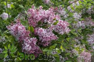 Сирень "Жози" (Syringa 'Josée')