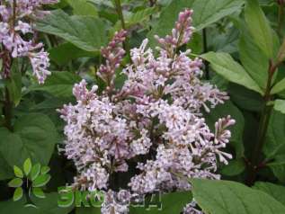 Сирень венгерская (Syringa josikaea)