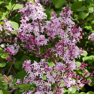 Сирень "Ред Пикси" (Syringa 'Red Pixie' )