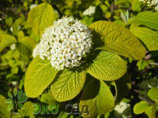 Калина гордовина "Ауреум" (Viburnum lantana 'Aureum')