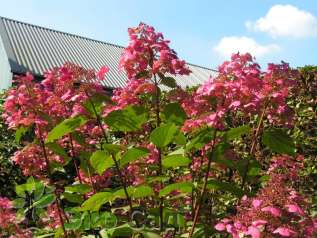 Гортензия метельчатая "Вим'c Ред" (Hydrangea paniculata 'Wim’s Red' PBR)