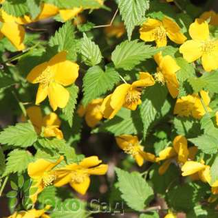 Керрия японская "Голден Гинея" (Kerria japonica 'Golden Guinea')