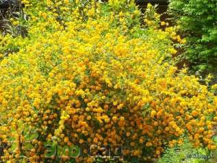 Керрия японская "Пленифлора" (Kerria japonica 'Pleniflora')