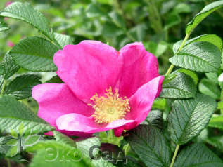 Роза морщинистая (Rosa rugosa)