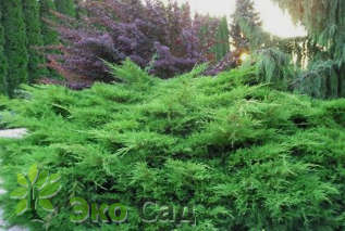 Можжевельник средний "Вильгельм Пфитцер"= М. Пфитцериана (Juniperus × media 'Wilhelm Pfitzer'=Juniperus x media `Pfitzeriana` )
