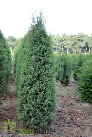 Можжевельник обыкновенный "Арнольд" (Juniperus communis 'Arnold')