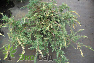 Можжевельник обыкновенный "Спотти Спридер" (Juniperus communis 'Spotty Spreader')