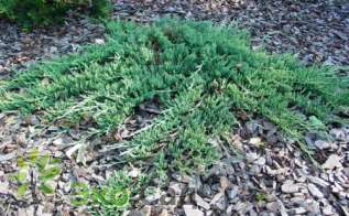 Можжевельник горизонтальный "Вилтони" (Juniperus horizontalis 'Wiltonii')