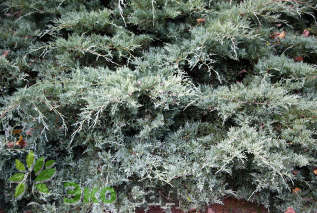 Можжевельник виргинский "Грей Оул" (Juniperus virginiana 'Grey Owl' )