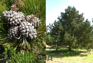 Сосна крючковатая (Pinus uncinata)