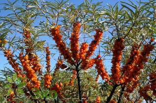 Облепиха крушиновидная Лейкора (Hippophae rhamnoides 'Leikora') 