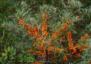 Облепиха крушиновидная Херго (Hippophae rhamnoides 'Hergo')