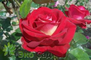 Роза "Биколетт" (Rosa 'Bicolette')