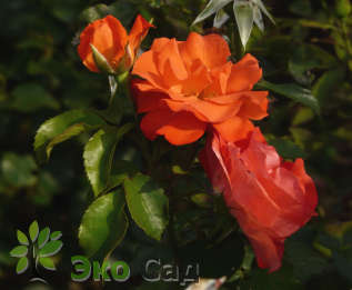 Роза "Оранж Пэшн" (Rosa 'Orange Pasion')