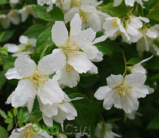 Чубушник  "Монблан" (Philadelphus  'Mont Blanc')