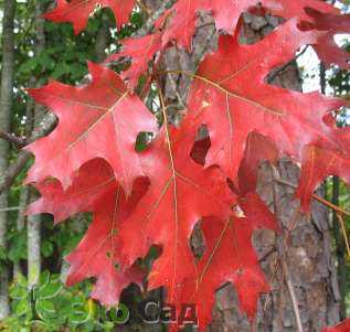 Дуб красный (Quercus rubra)