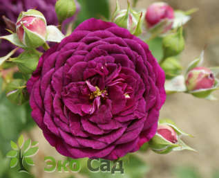 Роза "Пёпл Иден" (Rosa 'Purple Eden')