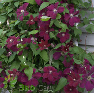 Клематис "Руж Кардинал" (Clematis ‘Rouge Cardinal’)