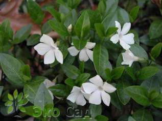 Барвинок малый "Альба" (Vinca minor ‘Alba’)