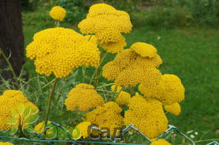 Тысячелистник таволговый (Achillea filipendulina)