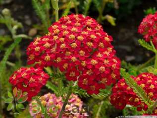 Тысячелистник обыкновенный "Паприка" (Achillea millefolium ‘Paprika’)