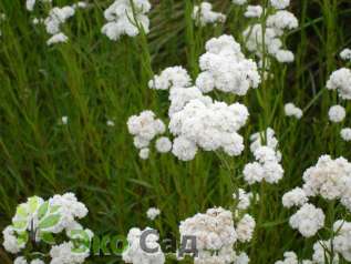 Тысячелистник птармика "Плена" (Achillea ptarmica ‘Plena’)