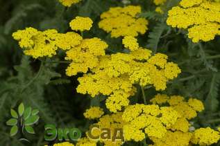 Тысячелистник "Муншайн" (Achillea ‘Moonshine’)