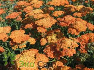 Тысячелистник "Терракота" (Achillea ‘Terracotta’)