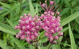 Ваточник мясокрасный "Синдерелла" (Asclepias incarnata ‘Cinderella’)