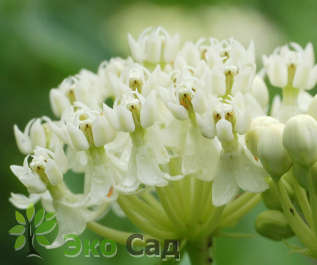 Ваточник мясокрасный "Айс Балет" (Asclepias incarnata ‘Ice Ballet’)