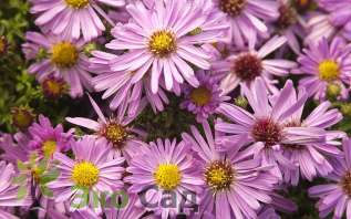 Астра кустарниковая "Вуд'с Пинк" (Aster dumosus ‘Wood's Pink’)