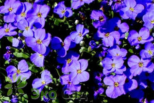 Обриета "Блауэр Шатц" (Aubrieta ‘Blauer Schatz’)