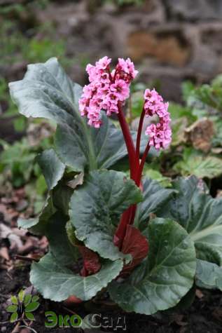 Бадан "Мэджик Джайнт" (Bergenia ‘Magic Giant’)