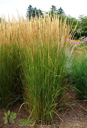 Вейник остроцветковый "Карл Форстер" (Calamagrostis acutiflora ’Karl Foerster’)