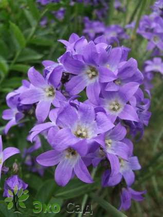 Колокольчик молочноцветковый "Причард'с Вэрайети" (Campanula lactiflora ‘Prichard’s Variety’)