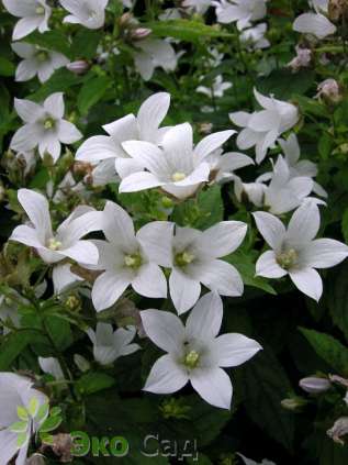 Колокольчик молочноцветковый "Уайт Пуфф" (Campanula lactiflora ‘White Pouff’)