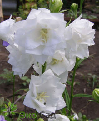 Колокольчик персиколистный "Альба Плена" (Campanula persicifolia  ’Alba Plena’)