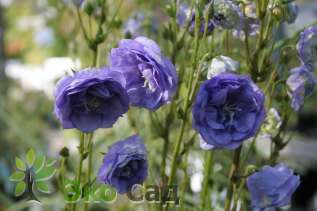 Колокольчик персиколистный "Ля Белль Блю" (Campanula persicifolia  ’La Belle Blue’)