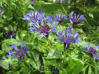 Василек горный (Centaurea montana)