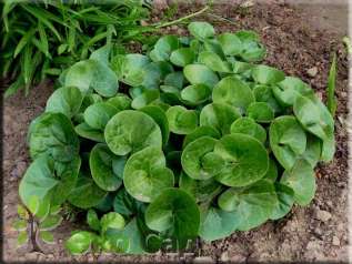 Копытень европейский (Asarum europaeum)