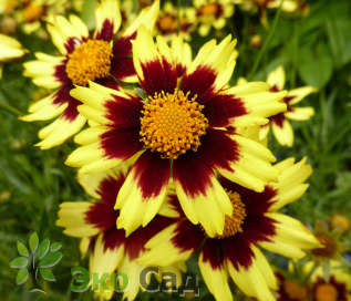 Кореопсис "Космик Ай" (Coreopsis ’Cosmic Eye’)