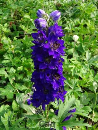 Дельфиниум "Мэджик Фонтейнс" (Delphinium ‘Magic Fountains’)