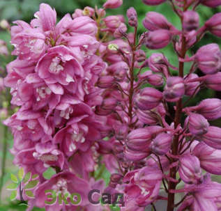 Дельфиниум "Мэджик Фонтейнс Ред" (Delphinium ‘Magic Fountains Red’)