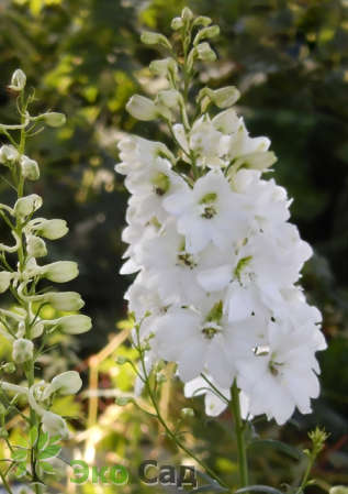 Дельфиниум "Мэджик Фонтейнс Уайт" (Delphinium ‘Magic Fountains Уайт’)