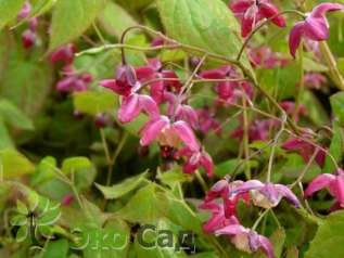 Горянка красная (Epimedium rubrum)