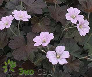 Герань "Даски Краг" (Geranium ‘Dusky Crug’)